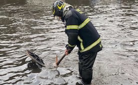 Lluvias en CDMX dejan 71 emergencias; Bomberos atienden árboles caídos y encharcamientos