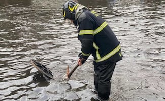 Lluvias en CDMX dejan 71 emergencias; Bomberos atienden árboles caídos y encharcamientos