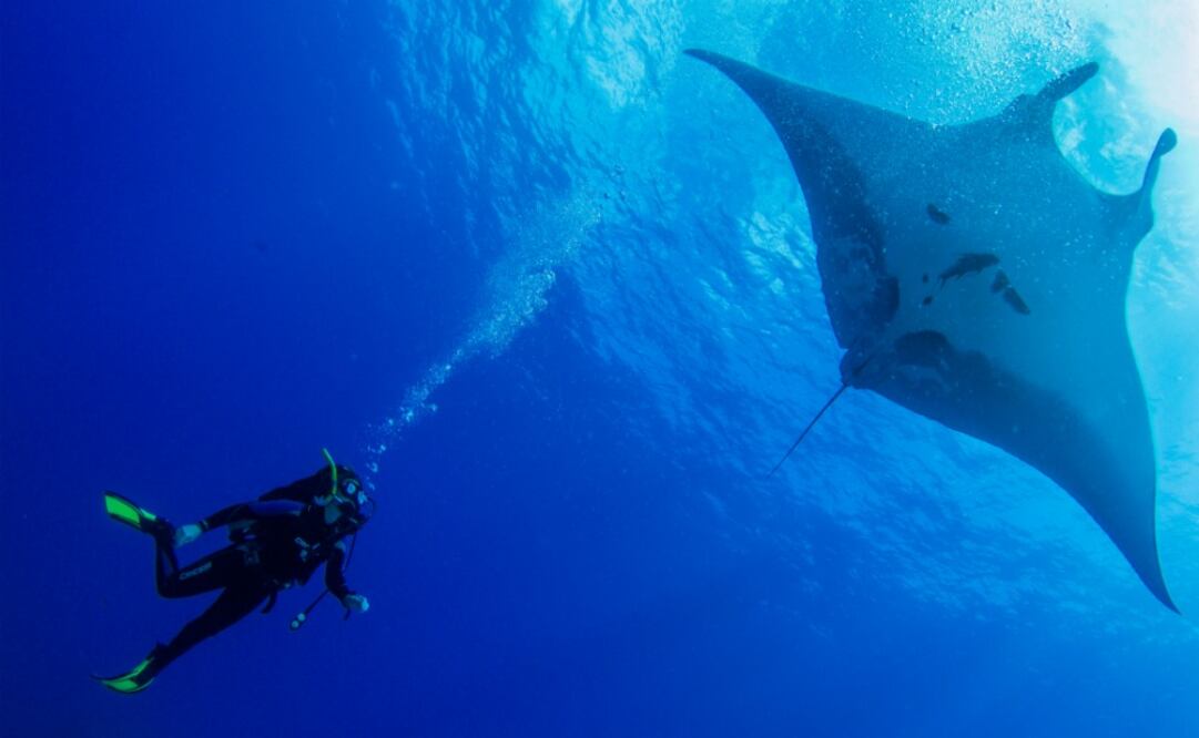 Nadar con mantarrayas en el archipiélago de Revillagigedo es posible. (Foto: Cortesía Nautilus explorer)