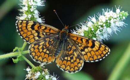 19 especies de mariposas en peligro de extinción