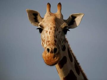 Abordan el misterio detrás del largo cuello de las jirafas