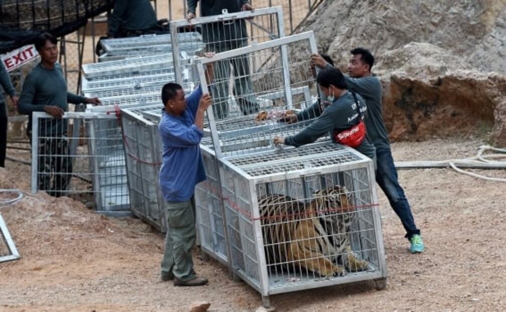 Mueren 86 de los 147 tigres rescatados de un templo en Tailandia