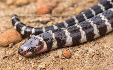 Descubren nueva especie de serpiente venenosa en Australia