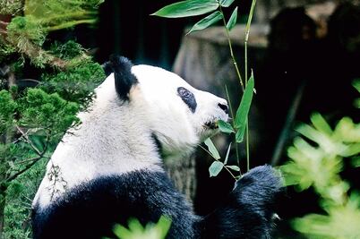  Los ejemplares más longevos en exhibición