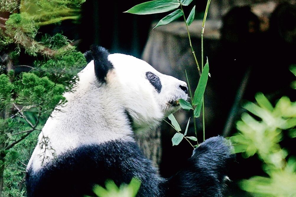 La osa panda Xin Xin (en la imagen), junto con su compañera Shuan Shuan comen entre 10 y 11 kilos de bambú al día (IVAN STEPHENS. EL UNIVERSAL)