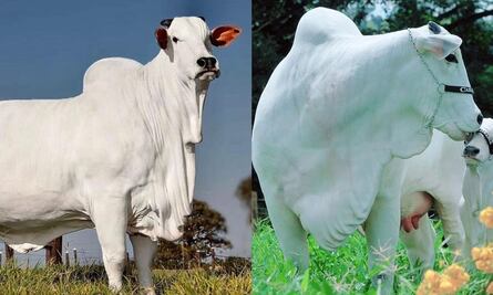 “La más cara del mundo”: Venden una vaca valuada en millones de dólares