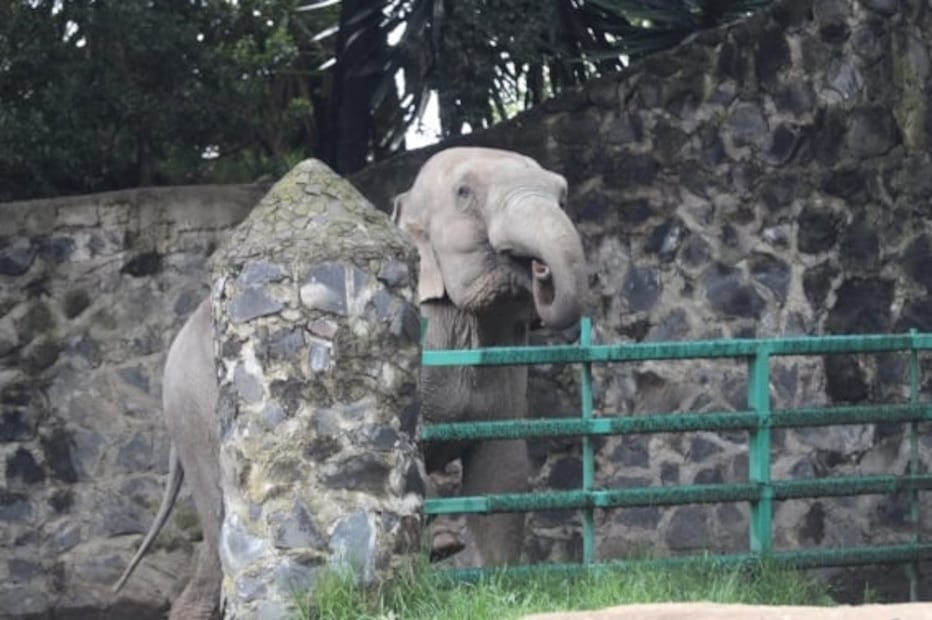 Elefante Big Boy tendrá a elefanta Bireki por compañera, tras vivir en el zoológico de Zacango