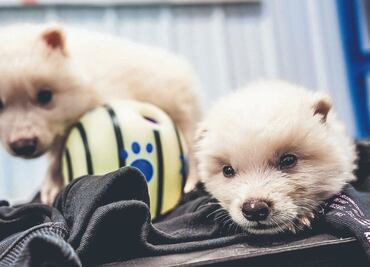 Desextinción: el lobo terrible y el dilema ético