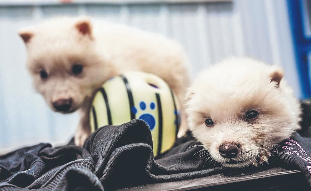 La empresa estadounidense Colossal Biosciences anunció el nacimiento de tres cachorros genéticamente modificados con los rasgos del mítico lobo terrible, un depredador que desapareció de América del Norte al final del Pleistoceno. Foto: de EFE