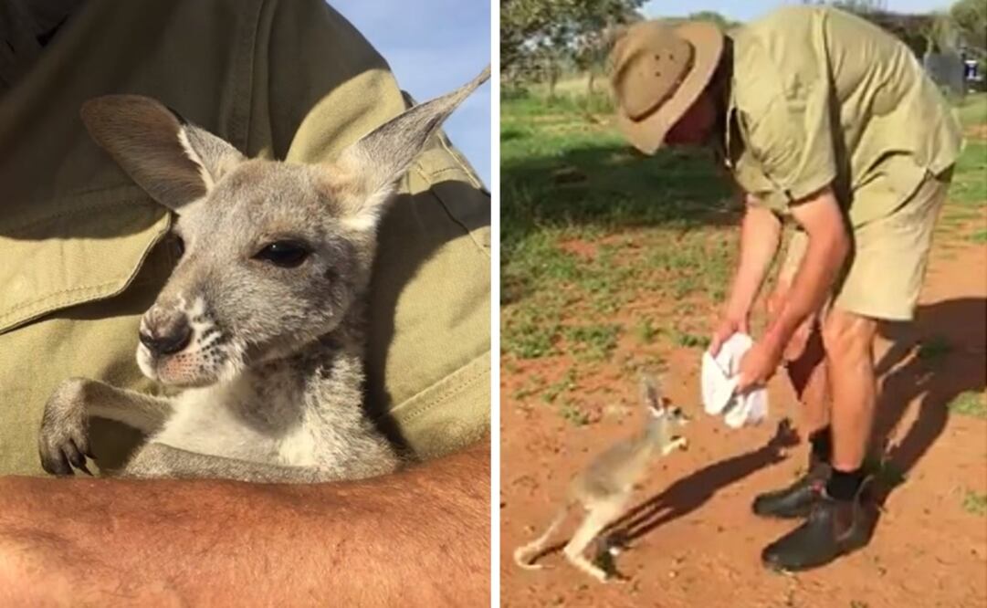 Foto: Facebook The Kangaroo Sanctuary Alice Springs