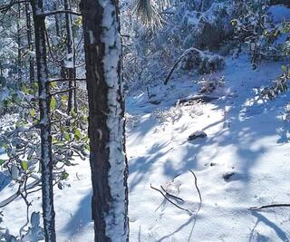 Frente frío y nieve afectan cultivos agrícolas