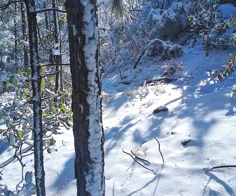 En Sinaloa. Con el aumento de temperatura de hoy se podrán evaluar mejor los campos, dicen autoridades. Foto: ESPECIAL