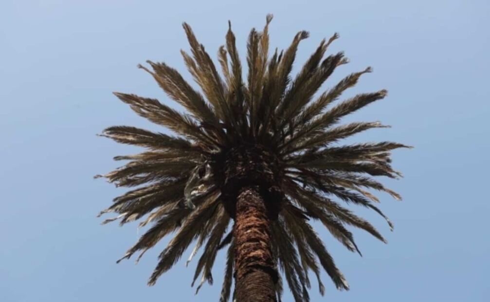 Habrá festival para celebrar plantación de ahuehuete en Reforma