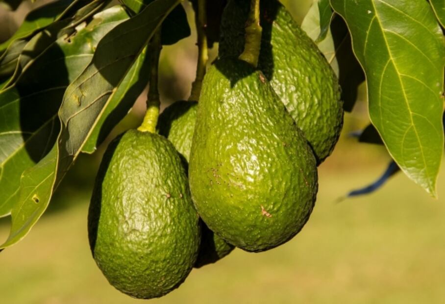 Aprende a guardar el aguacate para que te dure más tiempo