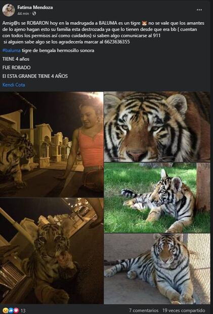 Piden ayuda para encontrar a Baluma, tigre robado en Sonora