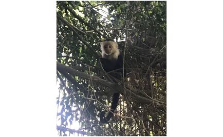 Continúa búsqueda de mono capuchino visto en Reforma