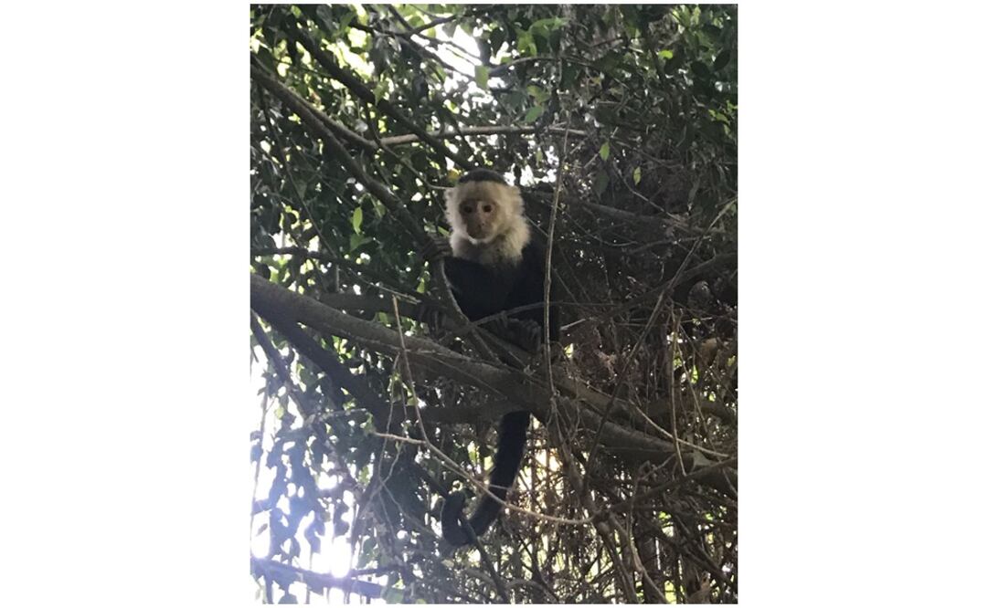 Foto: Cortesía SSPCDMX