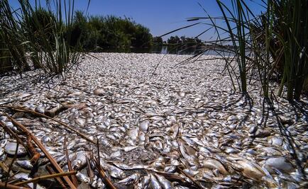 "Vuelco térmico", la causa de la impresionante aparición de miles de peces muertos en laguna Xochimilco-México; ¿qué es?