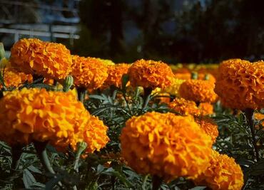 La flor de los muertos, nace de los vivos