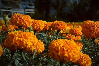 La flor de los muertos, nace de los vivos