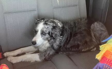 VIDEO. Perrita sobrevive tras caer de un bote y nadar durante dos días en España