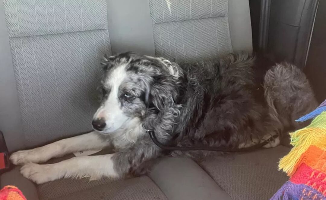 Jolie cayó al mar y nadó durante dos días hasta que fue rescatada en España. Foto: Aguiproan/Divulgación