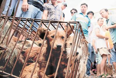 Taiwán prohíbe el consumo de carne de perro y de gato
