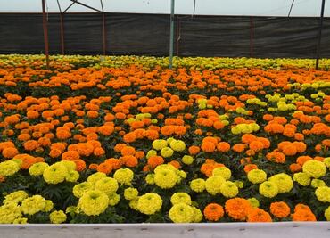 Cempasúchil, la flor de la vida y la muerte