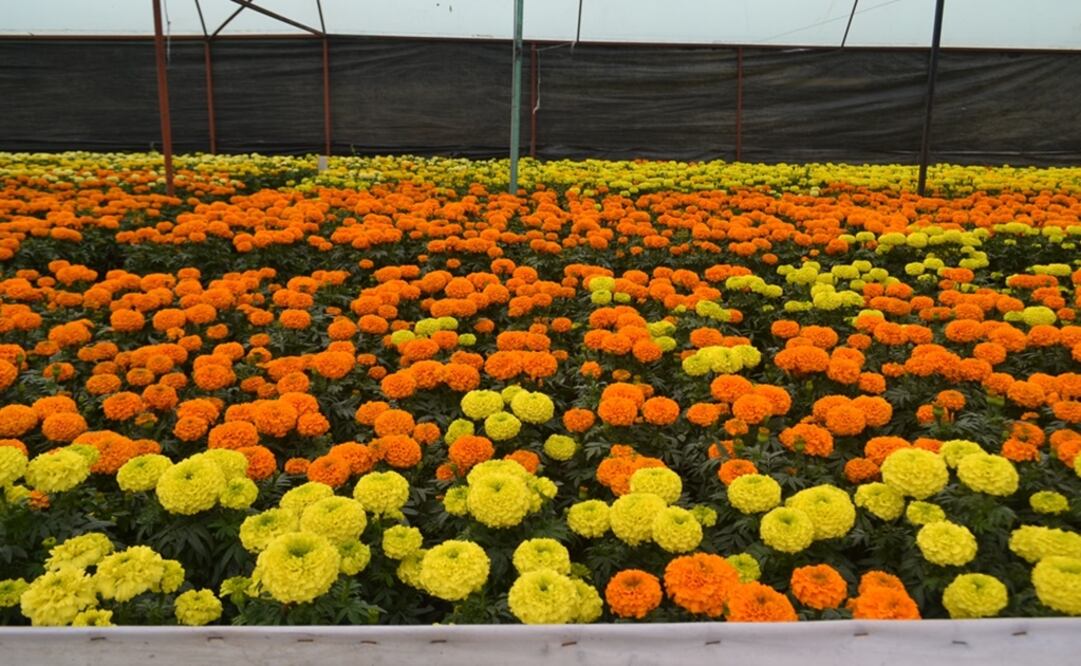 Cempasúchil, la flor de la vida y la muerte