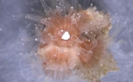 Los corales comen plástico porque les resulta sabroso