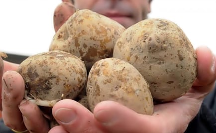 Mexican judge bans import of fresh potatoes from the United States