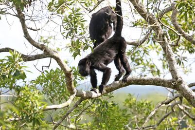 Se pierde biodiversidad a un ritmo sin precedentes