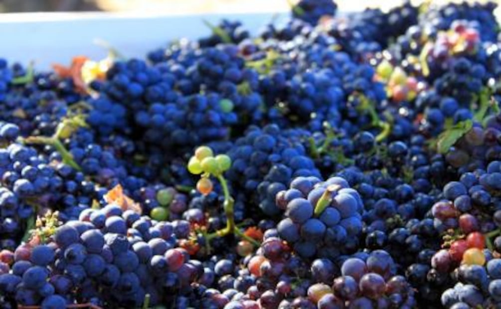 El sueño mexicano: Robledo Winery