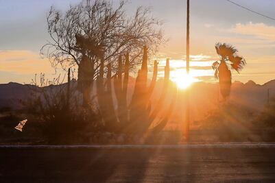 Desierto sonorense, de los más calientes del  mundo