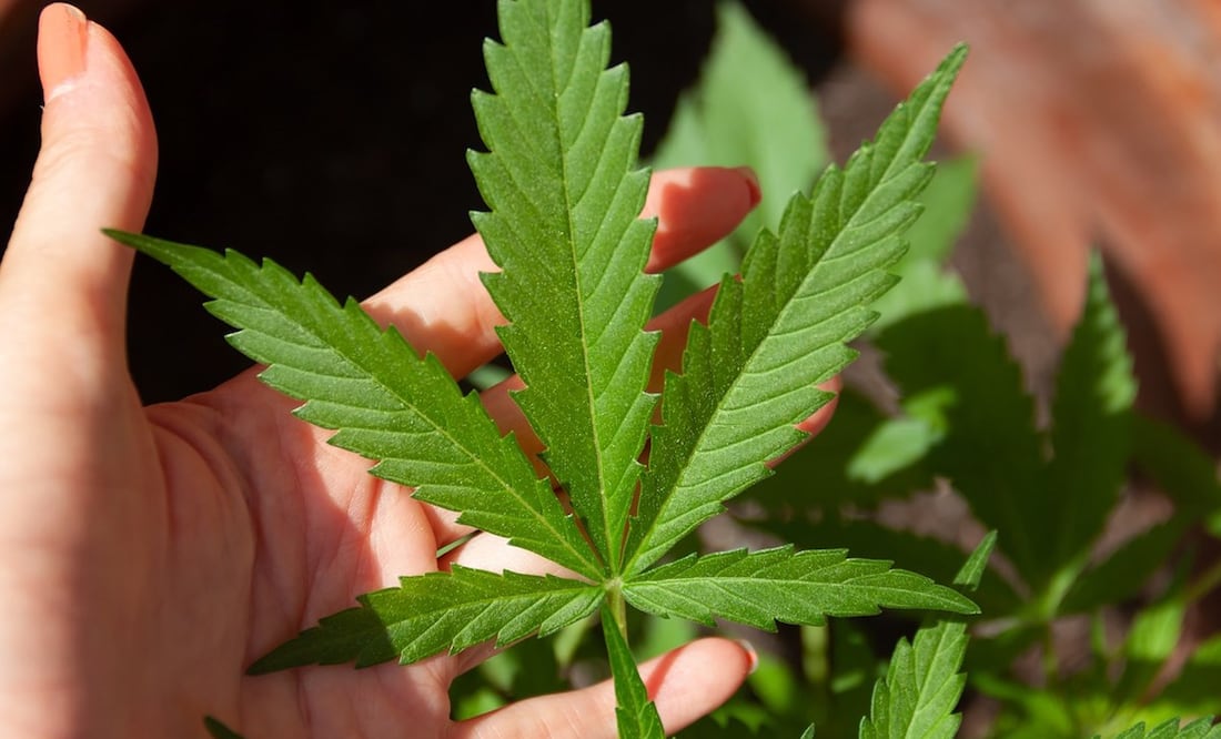 Al menos siete jueces en Brasil votaron a favor de la despenalización de la marihuana desde que comenzaron las deliberaciones en 2015. Foto: Pixabay