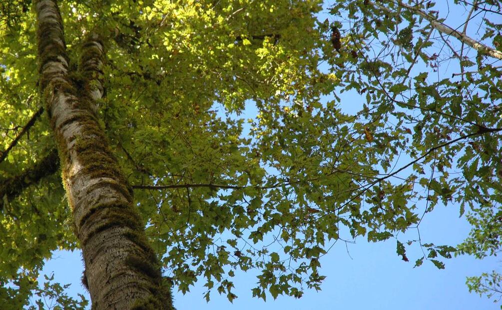Bosque de Maple en Jalisco. Foto: Cortesía