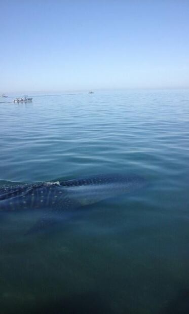 Rescatan a tiburón ballena varado en BCS