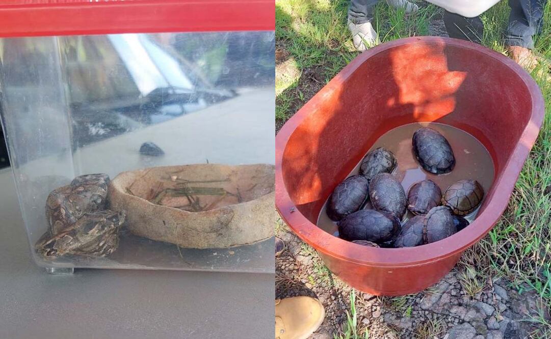 Profepa libera en Morelos a 24 reptiles y tlacuaches rescatados; piden entregar voluntariamente a especies en peligro. Foto: Especial