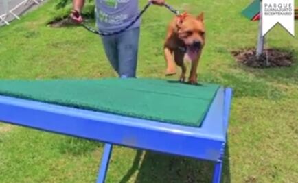 Abre hoy el primer “gimnasio” para perros en Guanajuato 