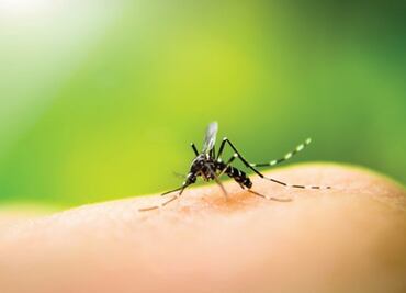 Reportan a la baja casos de dengue, zika y chinkungunya en Yucatán