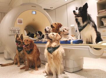 En España ya no se puede amputar el rabo a los perros por motivos estéticos