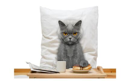 Abren primer hotel de cinco estrellas para gatos