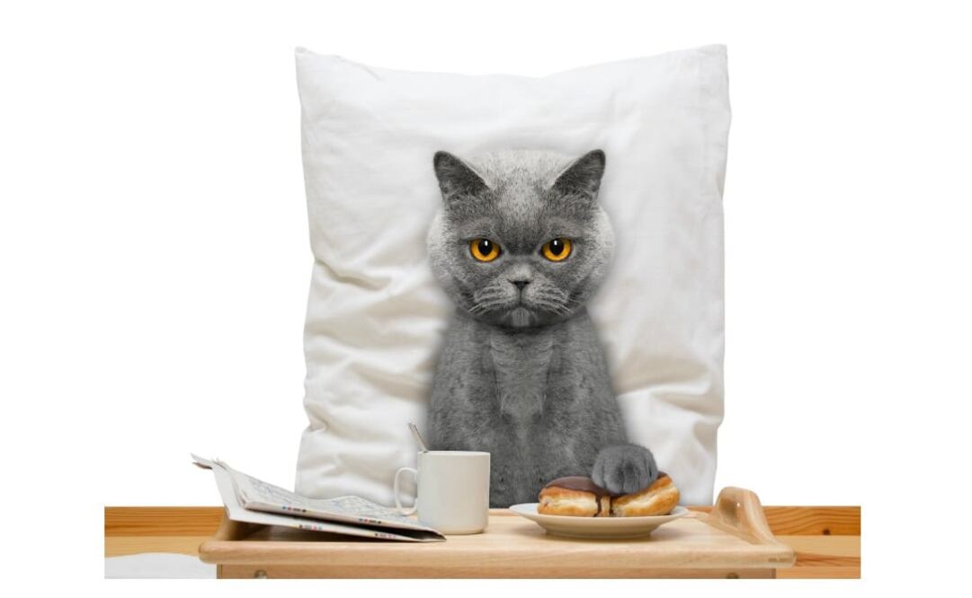 Catzonia, un hotel de lujo para los mininos. (Foto: Istock)