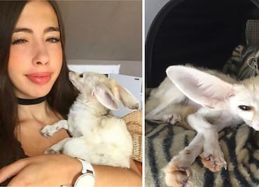 Youtuber obliga a zorrito a ser vegano; la critican por fotos que lo muestran desnutrido