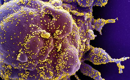 El cambio climático permitió la aparición del Covid-19: estudio