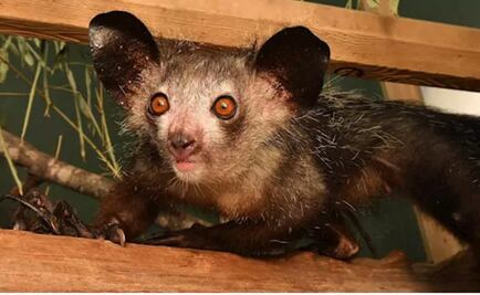 Aye-aye, conoce el primate más raro del mundo y el único con seis dedos