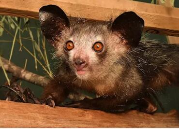 Aye-aye, conoce el primate más raro del mundo y el único con seis dedos