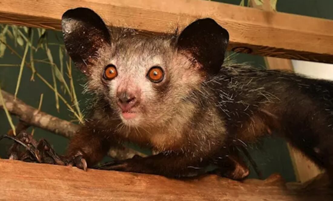 Foto: DUKE LEMUR CENTER