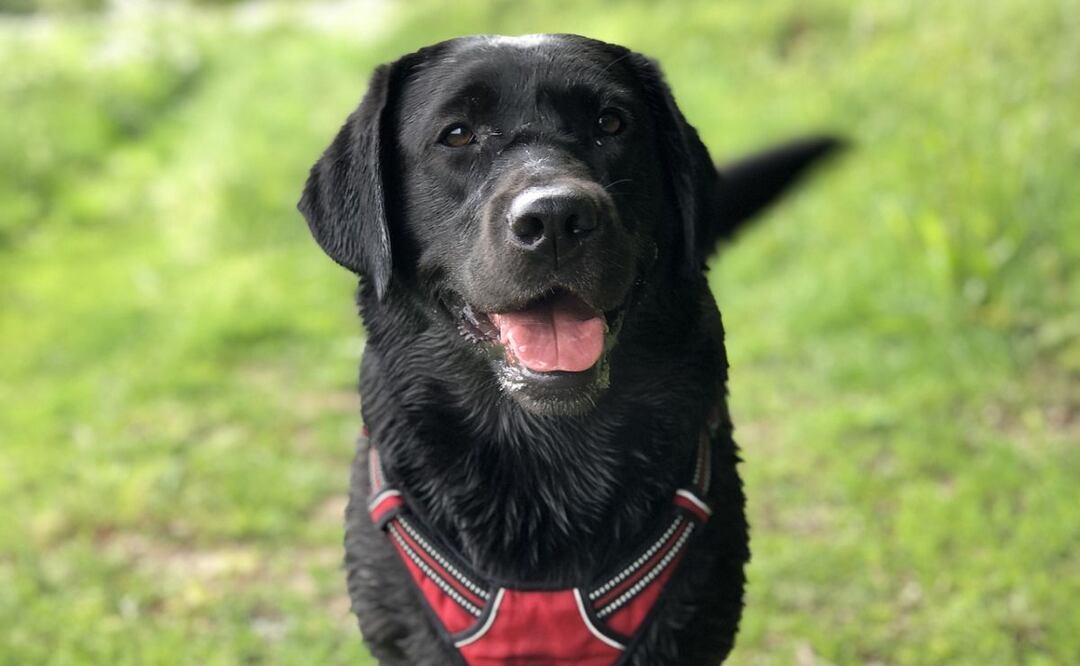 Perro. Fuente: Pixabay