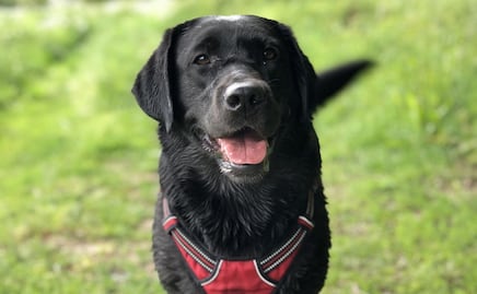 Conoce la razón por la que los perros se huelen la cola